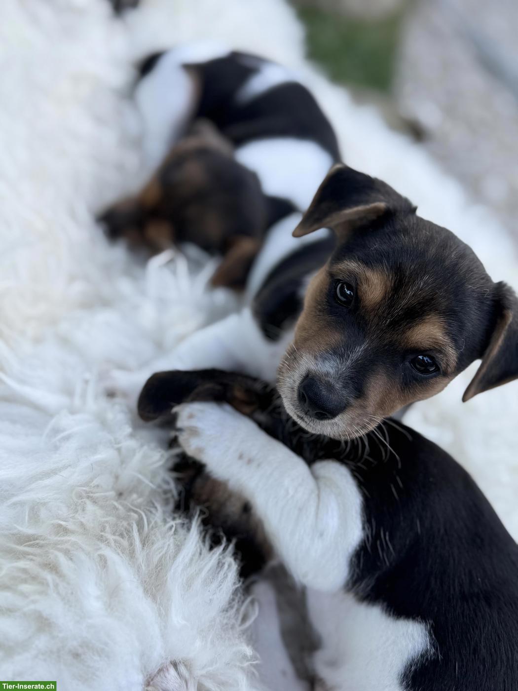 Bild 7: 3 zuckersüsse Jack Russell Terrier Welpen
