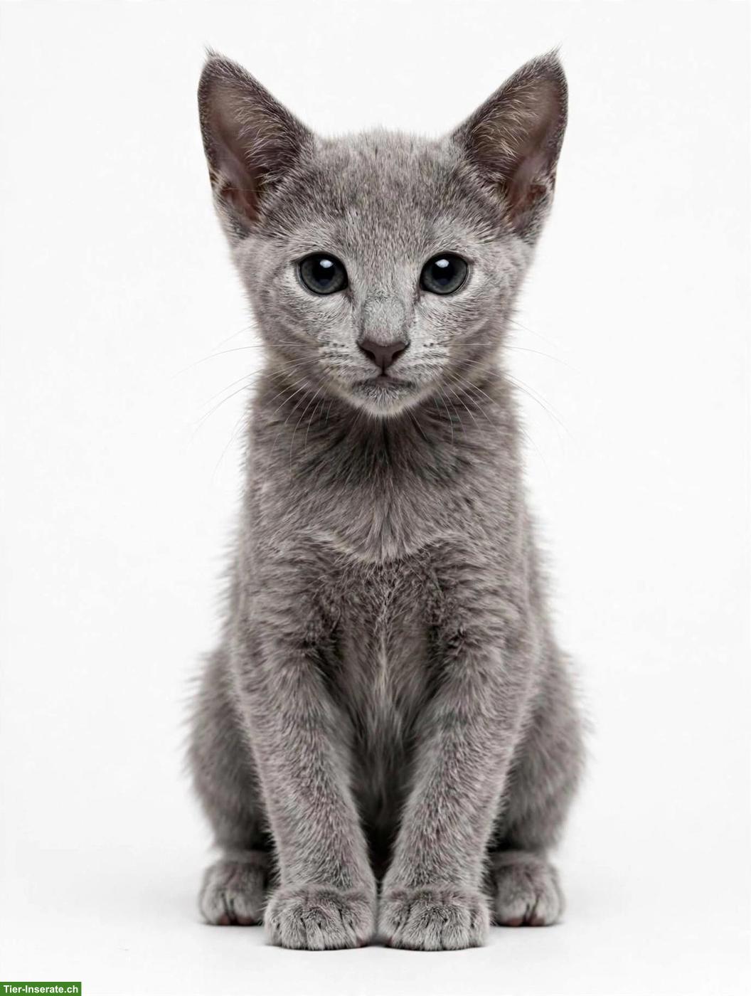 Russisch Blau Kitten mit Stammbaum