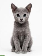 Russisch Blau Kitten mit Stammbaum
