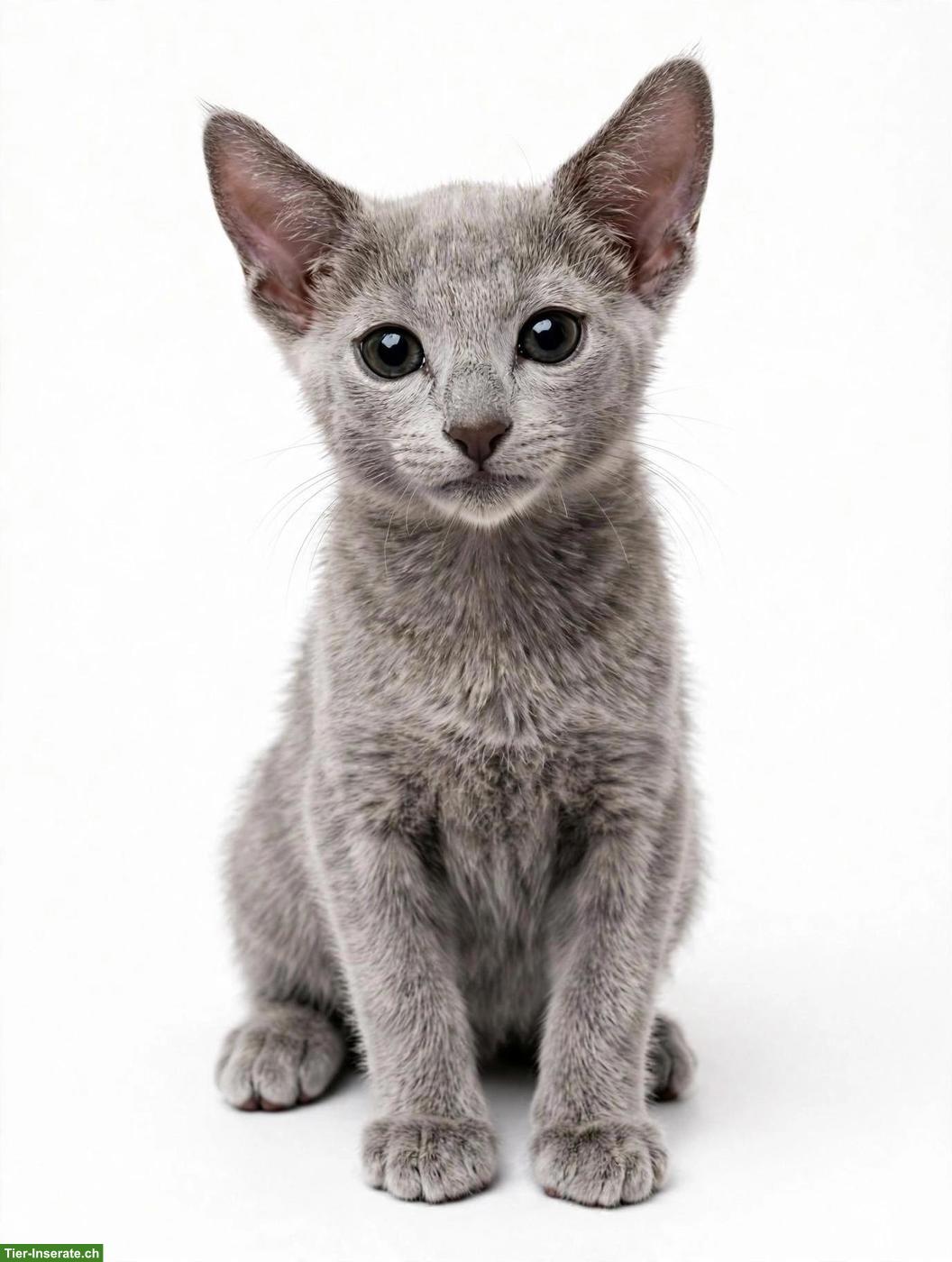 Bild 2: Russisch Blau Kitten mit Stammbaum