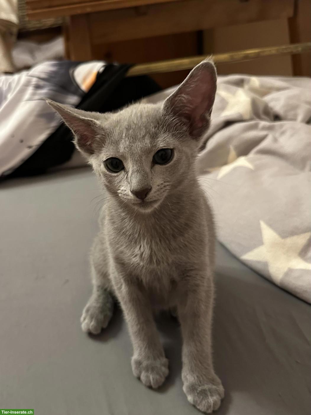 Bild 3: Russisch Blau Kitten mit Stammbaum