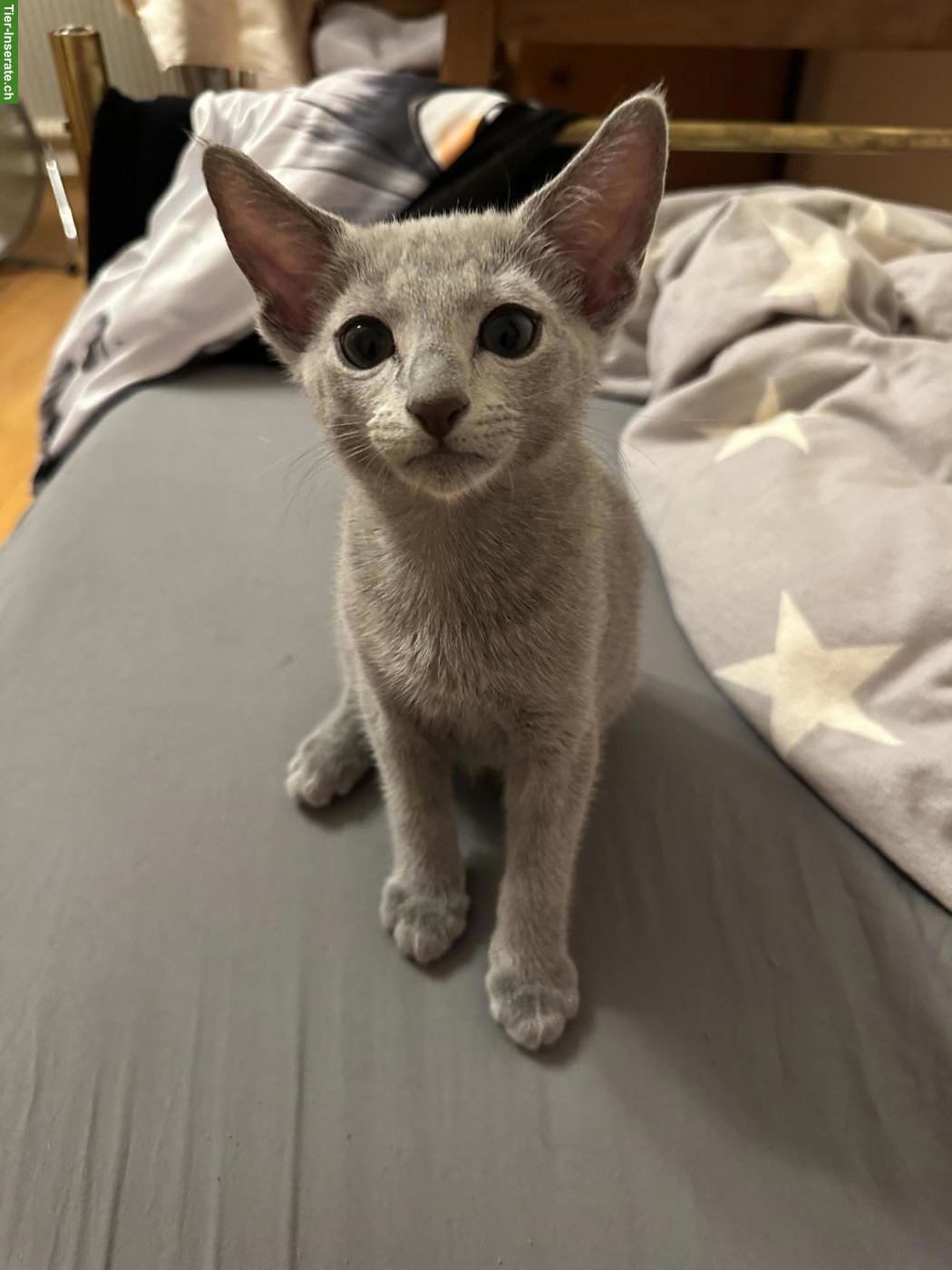 Bild 4: Russisch Blau Kitten mit Stammbaum