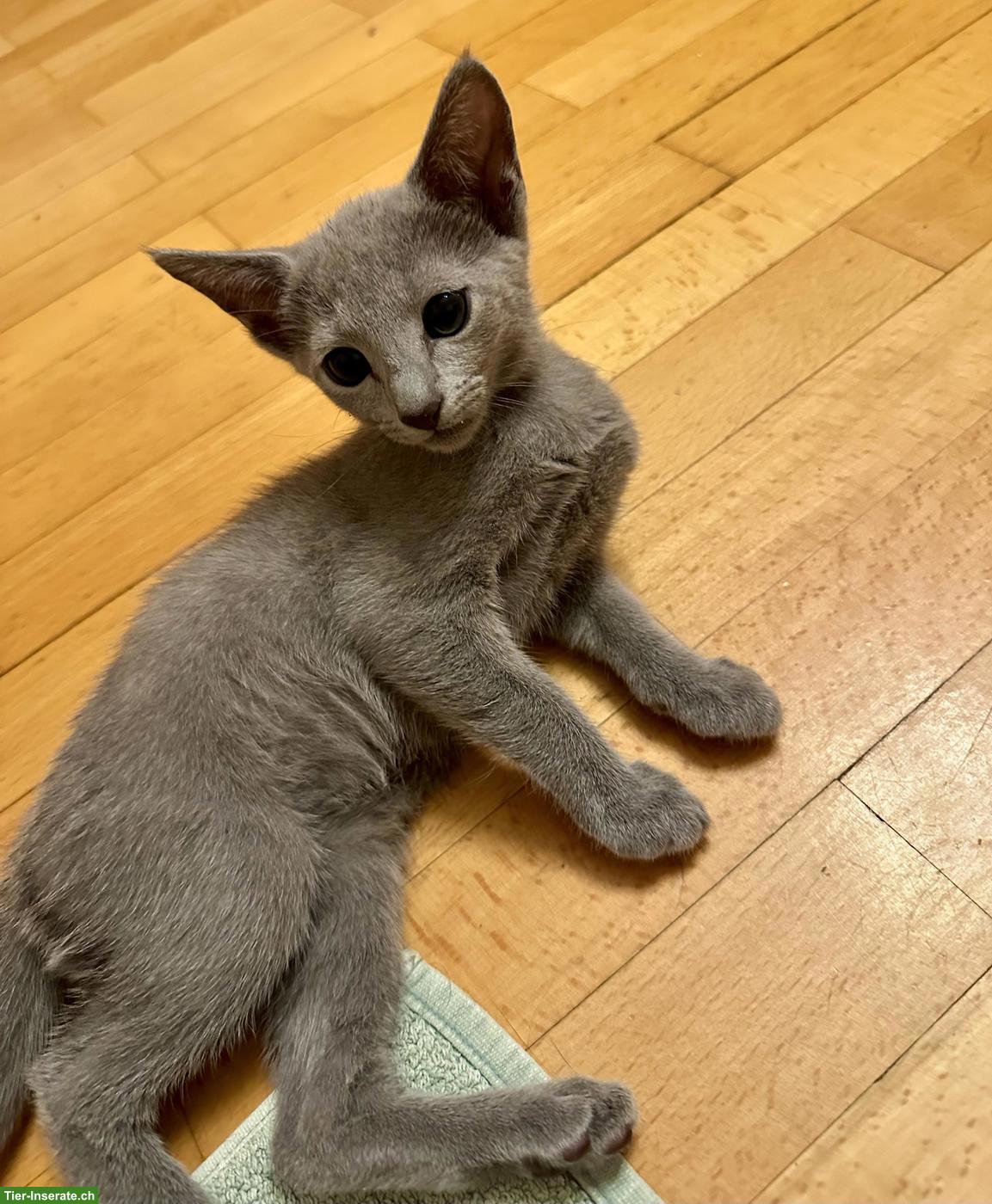 Bild 5: Russisch Blau Kitten mit Stammbaum