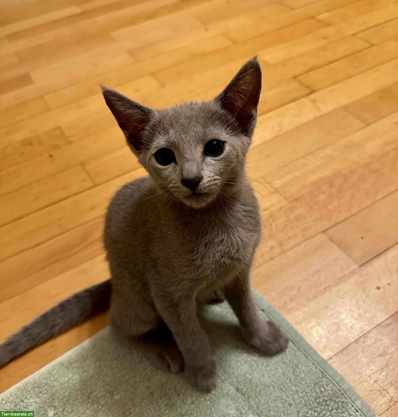 Bild 6: Russisch Blau Kitten mit Stammbaum