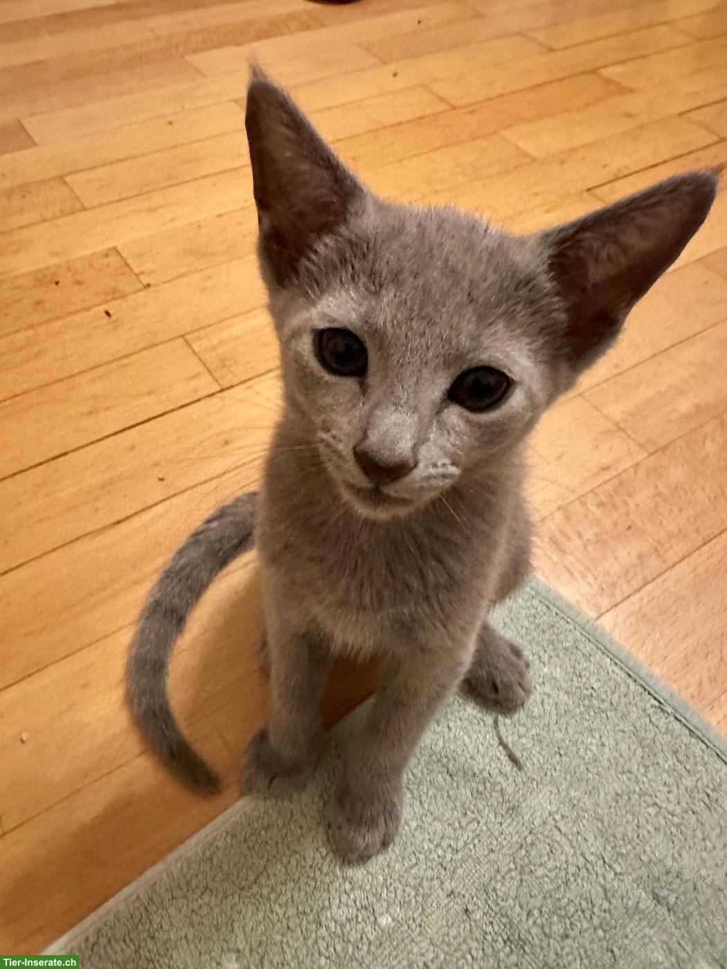 Bild 7: Russisch Blau Kitten mit Stammbaum