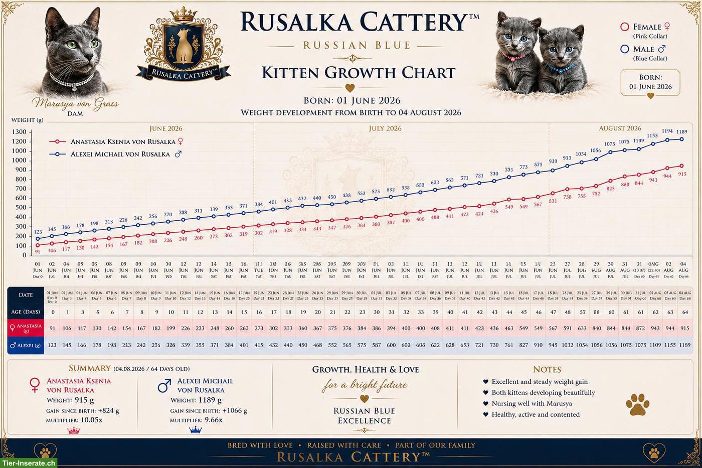 Bild 8: Russisch Blau Kitten mit Stammbaum