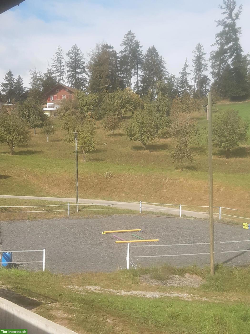 Bild 2: 2-3 freie Plätze in bestehender kleiner Gruppenhaltung, Pfaffnau LU