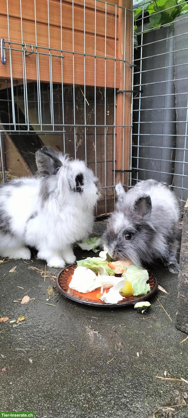 Wunderschöne Löwenköpfli Zwergkaninchen
