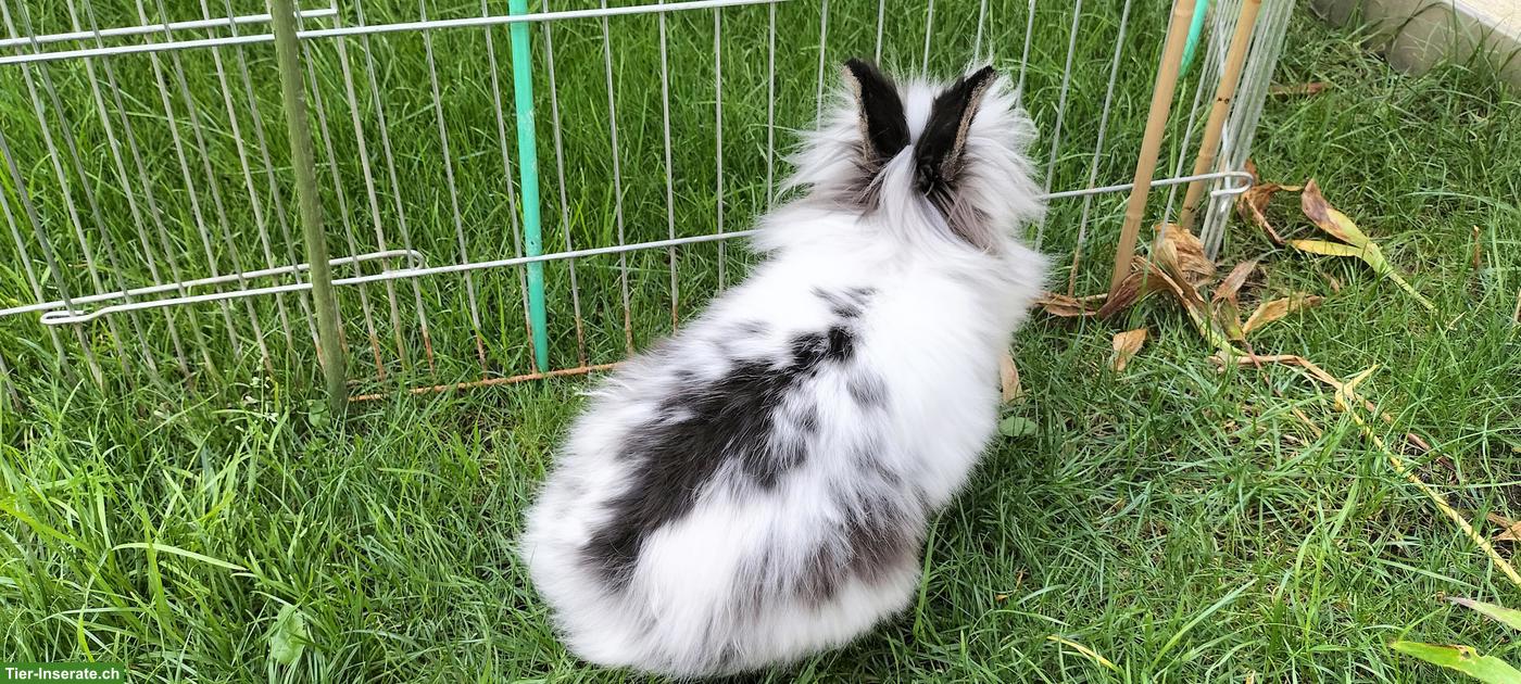 Bild 3: Wunderschöne Löwenköpfli Zwergkaninchen