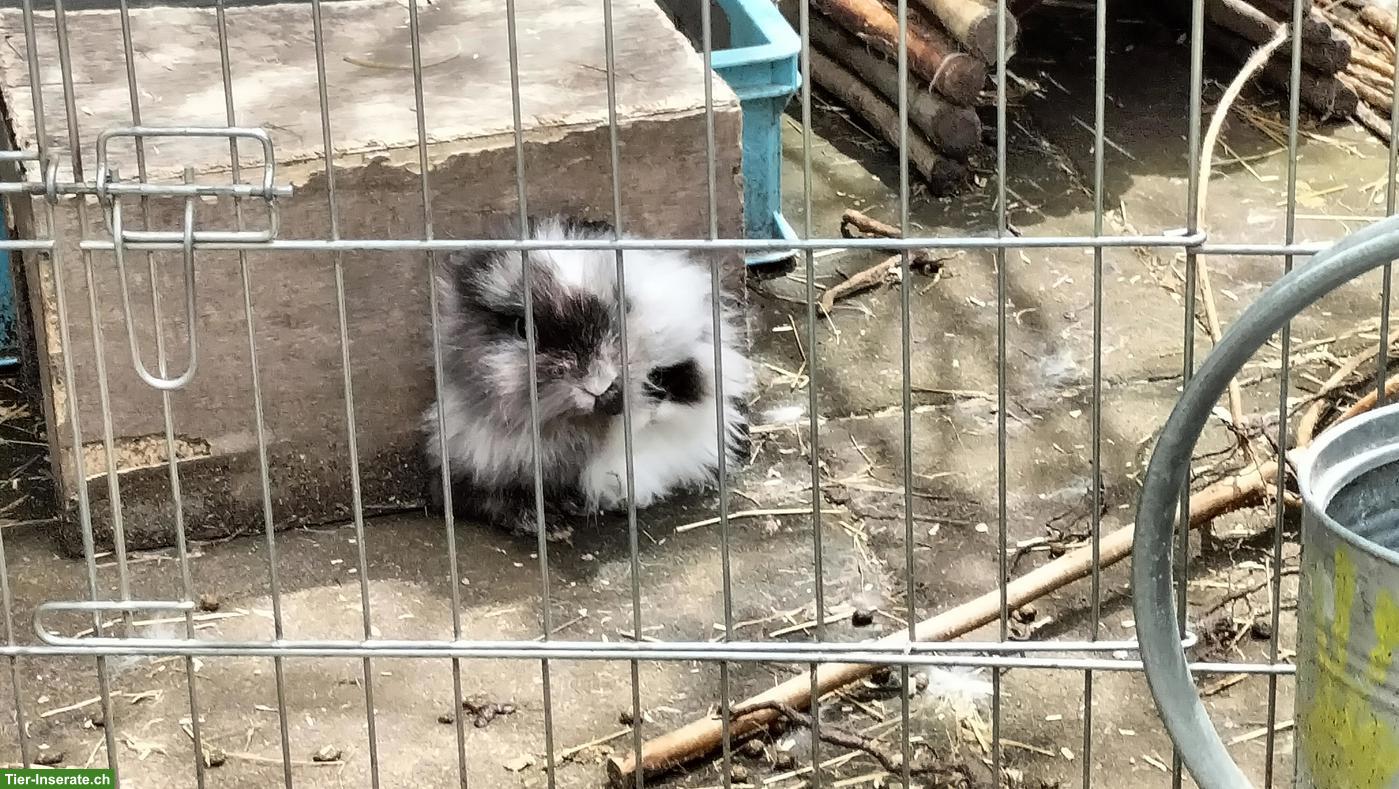 Bild 4: Wunderschöne Löwenköpfli Zwergkaninchen