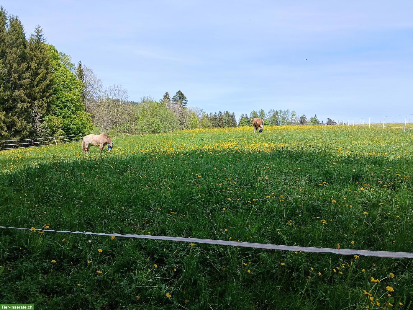 Offenstallplatz frei in Wald AR