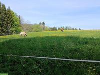 Offenstallplatz frei in Wald AR