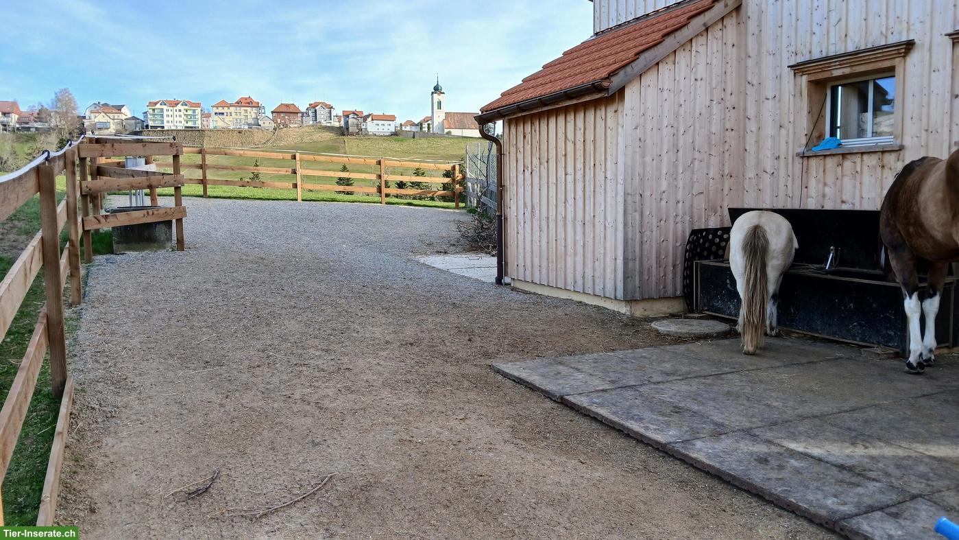 Bild 3: Offenstallplatz frei in Wald AR