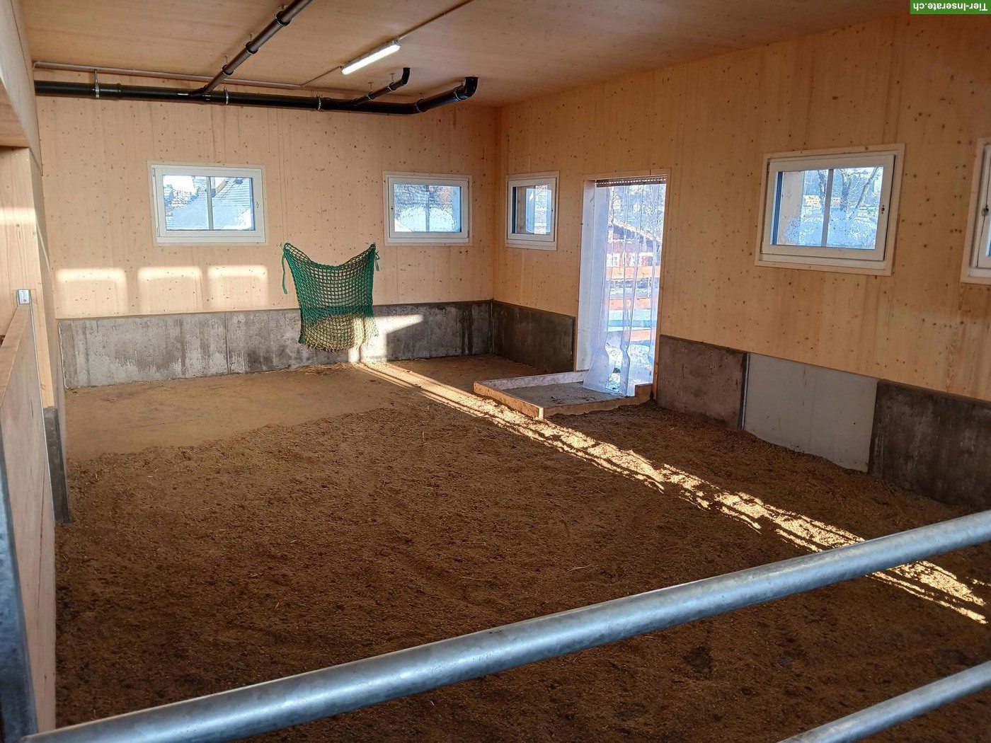 Bild 5: Offenstallplatz frei in Wald AR