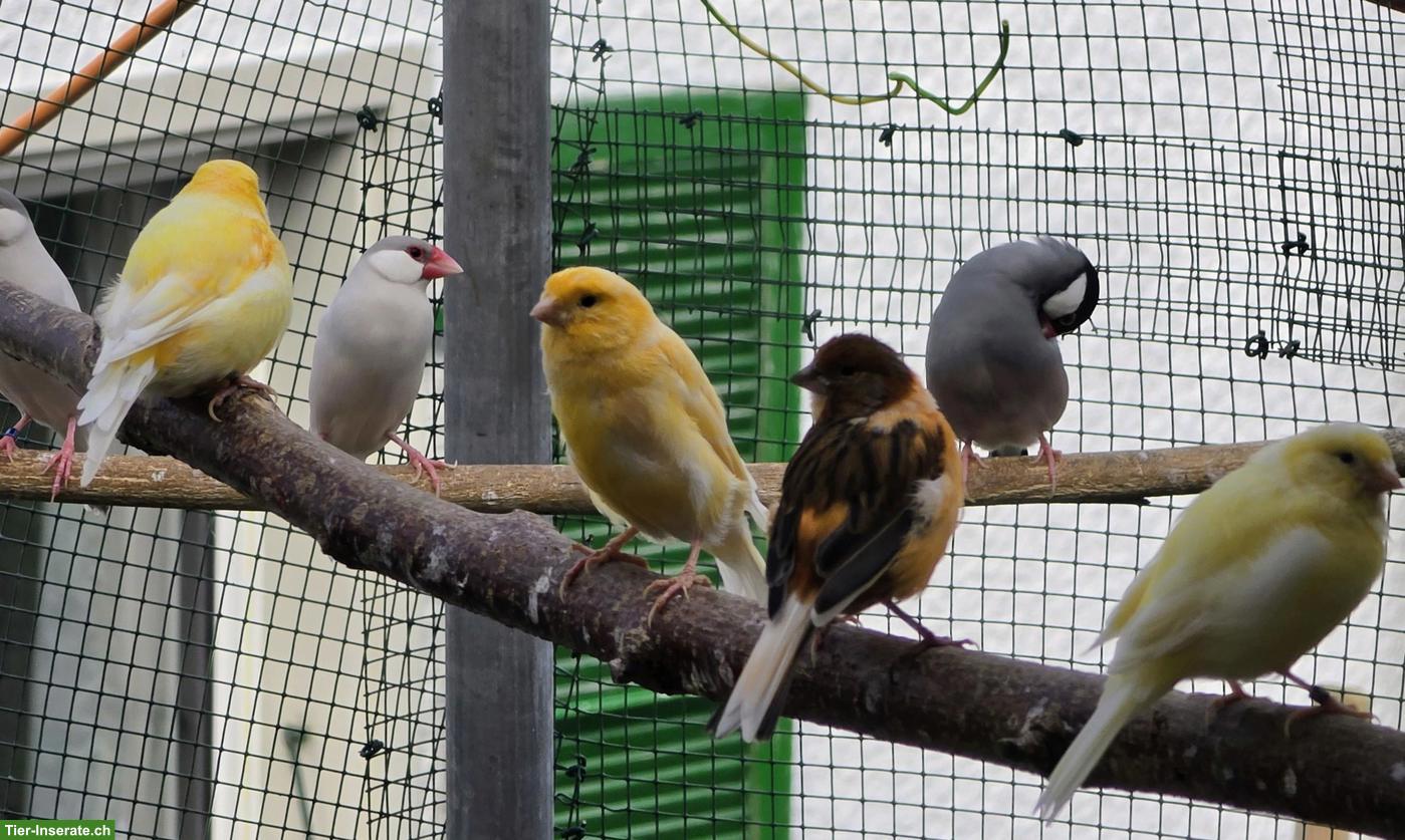 Bild 3: Kanarienvögel aus Aussenhaltung zu verkaufen