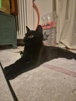 Junger schwarzer Kater, sehr verschmust