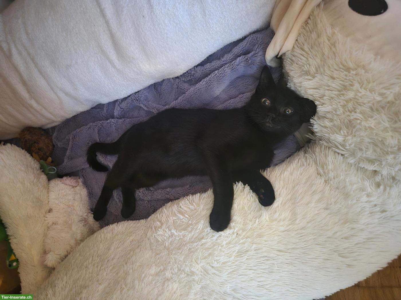 Bild 2: Junger schwarzer Kater, sehr verschmust