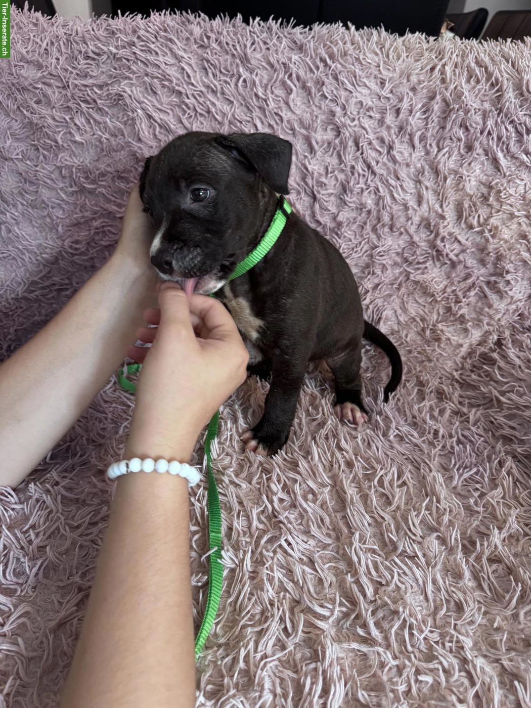 Staffordshire Terrier Welpen