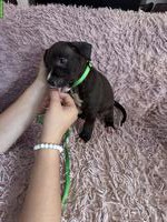 Staffordshire Terrier Welpen