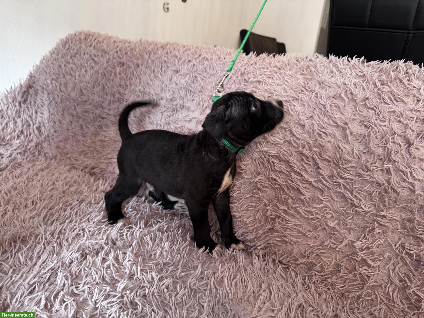 Bild 10: Staffordshire Terrier Welpen