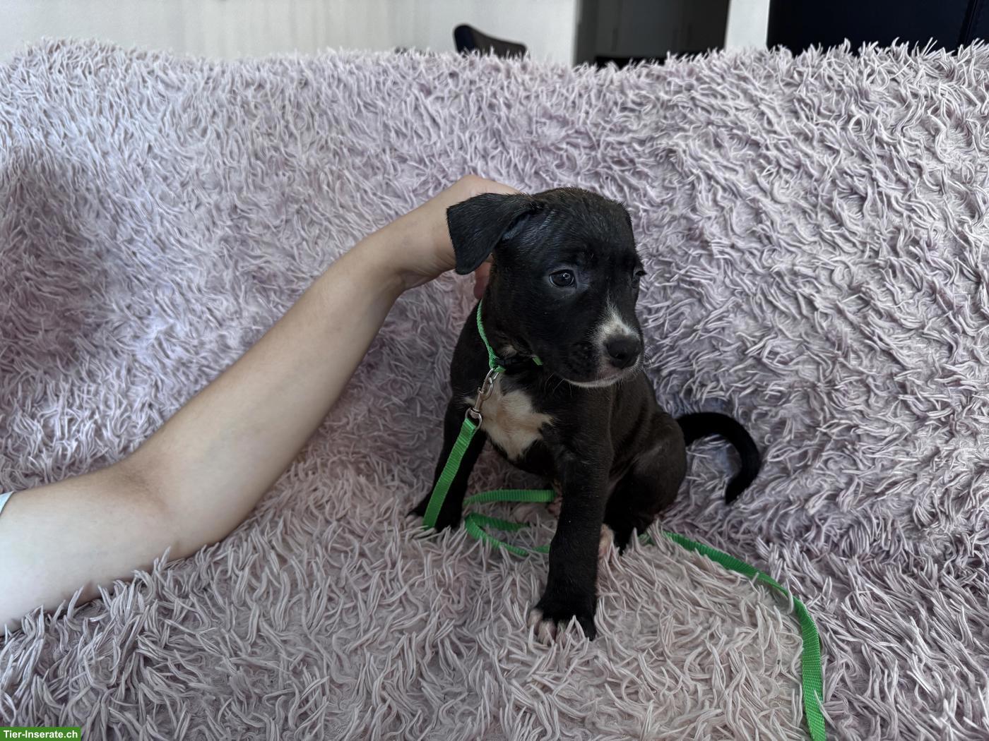 Bild 2: Staffordshire Terrier Welpen
