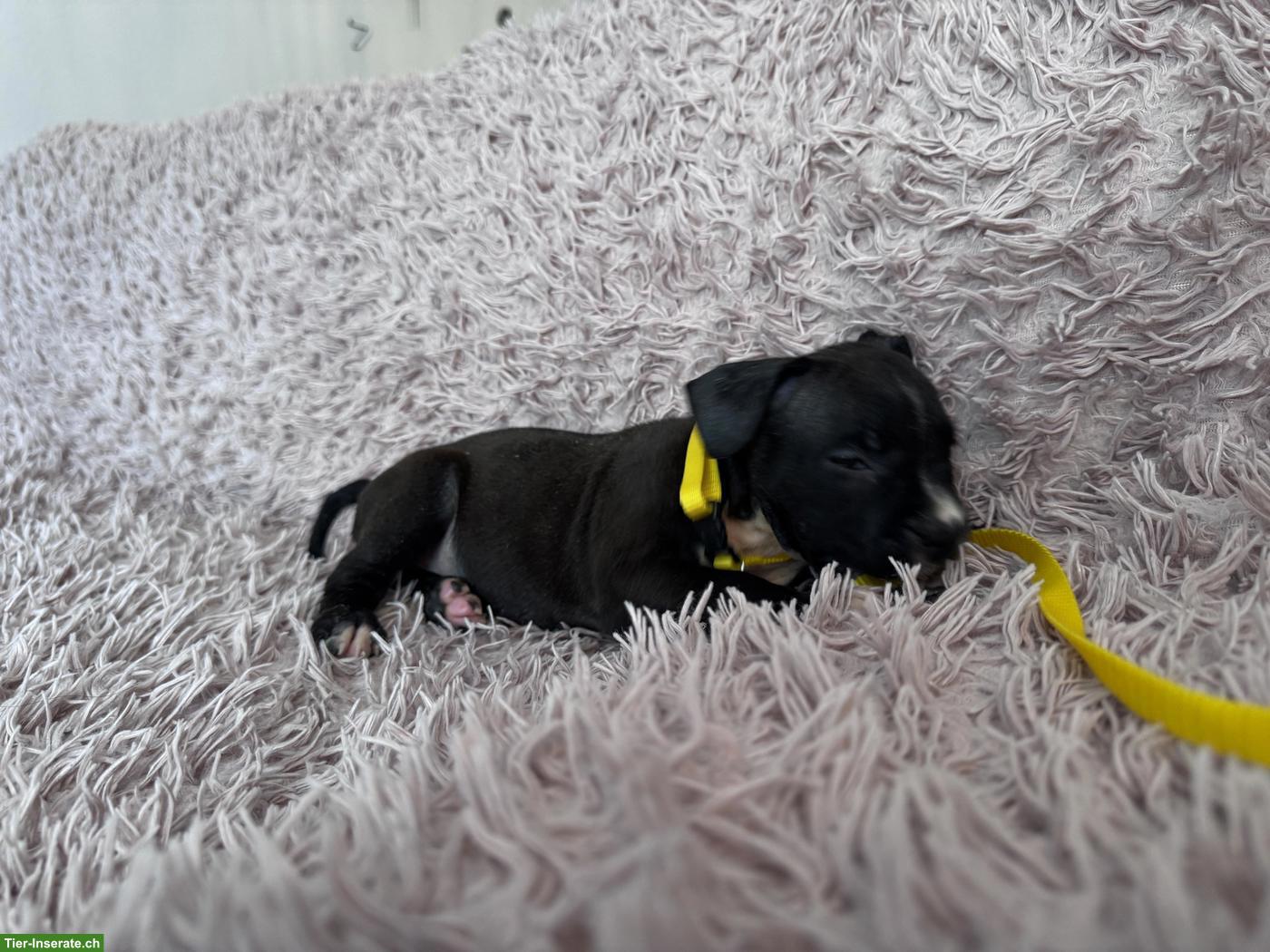 Bild 3: Staffordshire Terrier Welpen