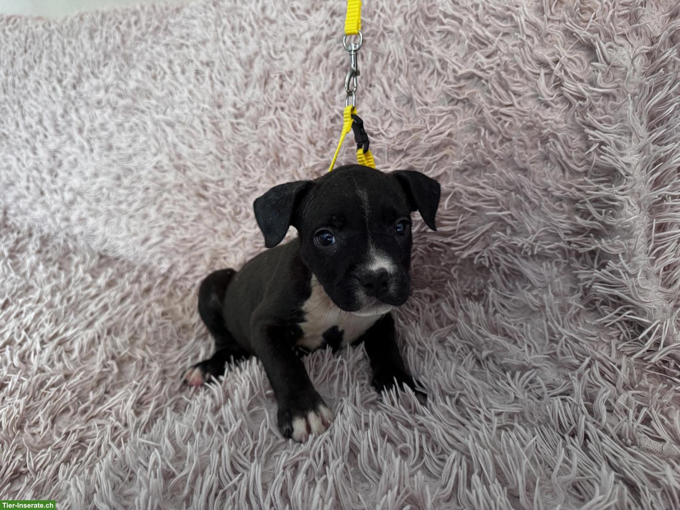 Bild 4: Staffordshire Terrier Welpen