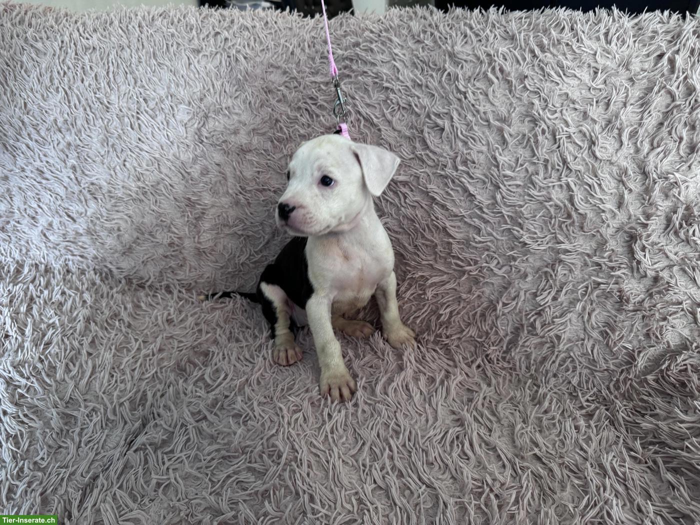Bild 5: Staffordshire Terrier Welpen