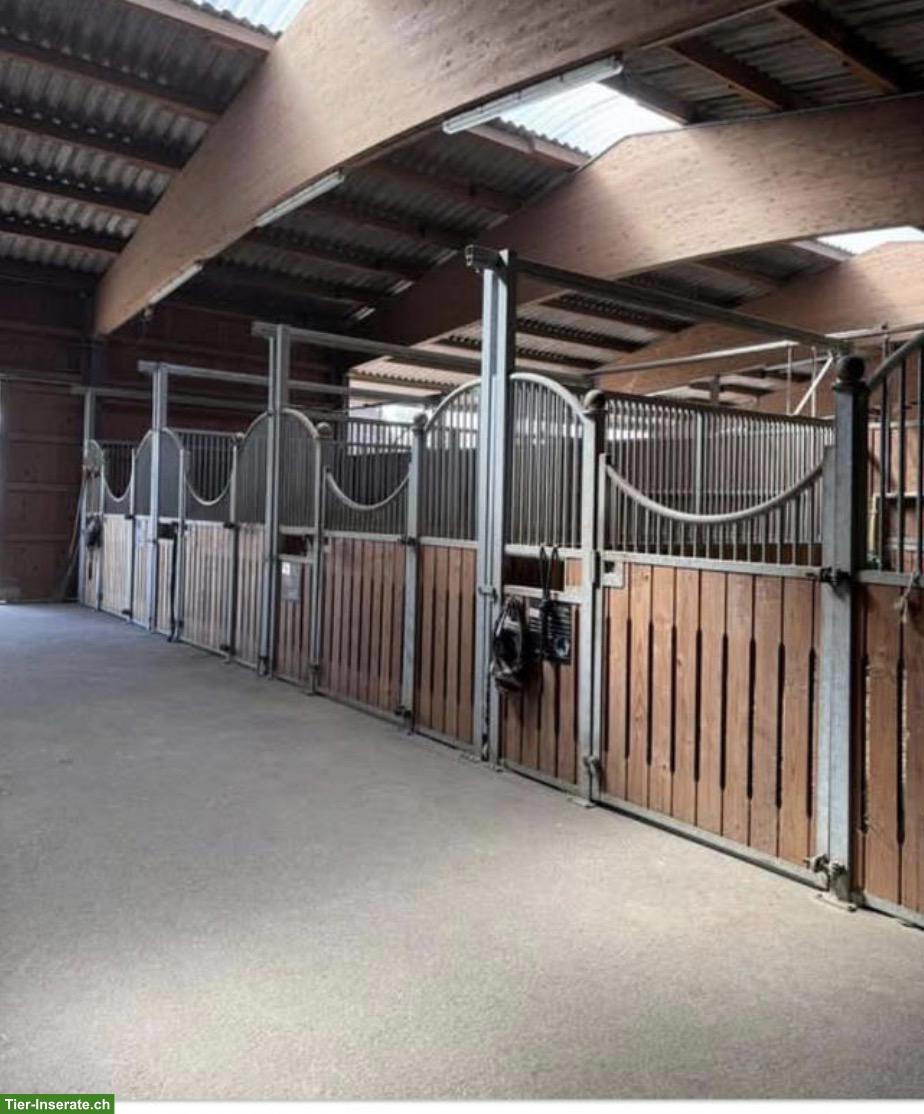Bild 3: Pferdeboxe in Stadtnähe, Frauenkappelen BE
