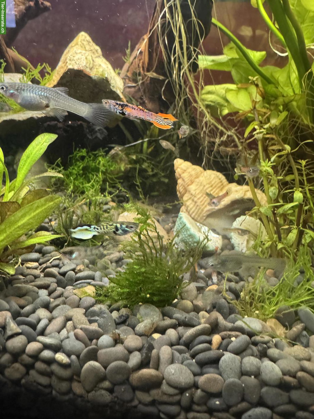 Guppy Fische zu verkaufen