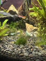 Guppy Fische zu verkaufen