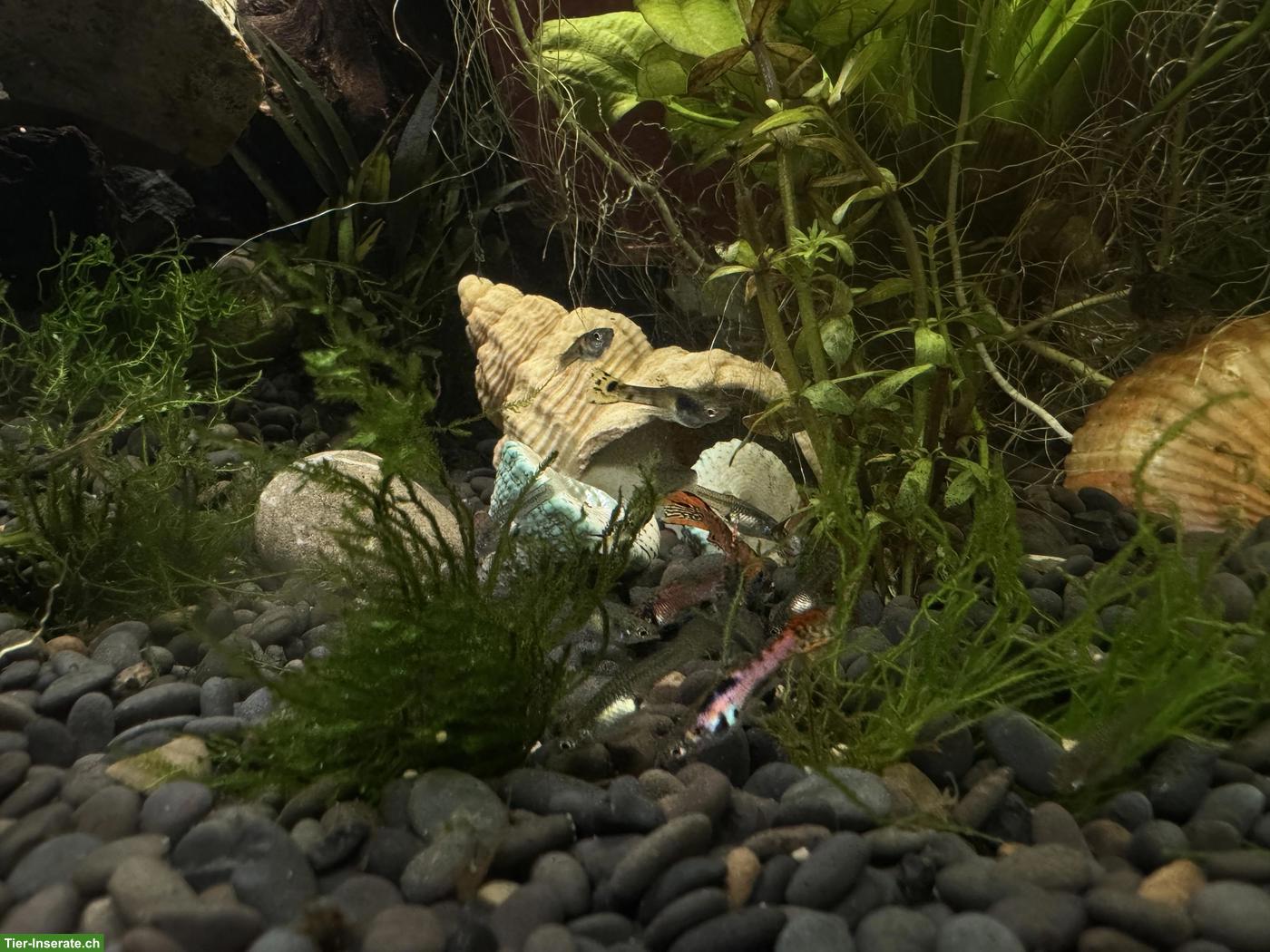 Bild 2: Guppy Fische zu verkaufen