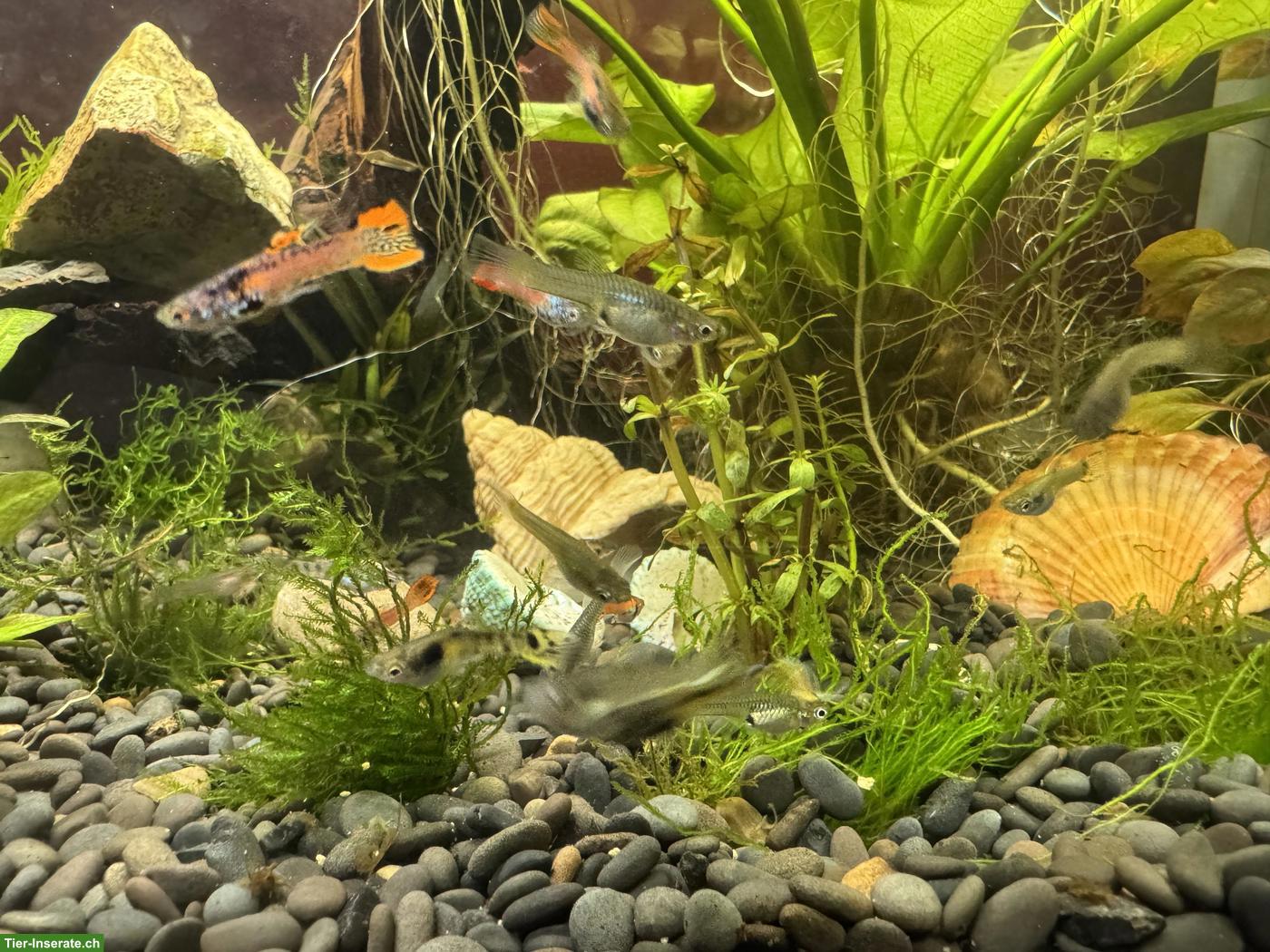 Bild 3: Guppy Fische zu verkaufen
