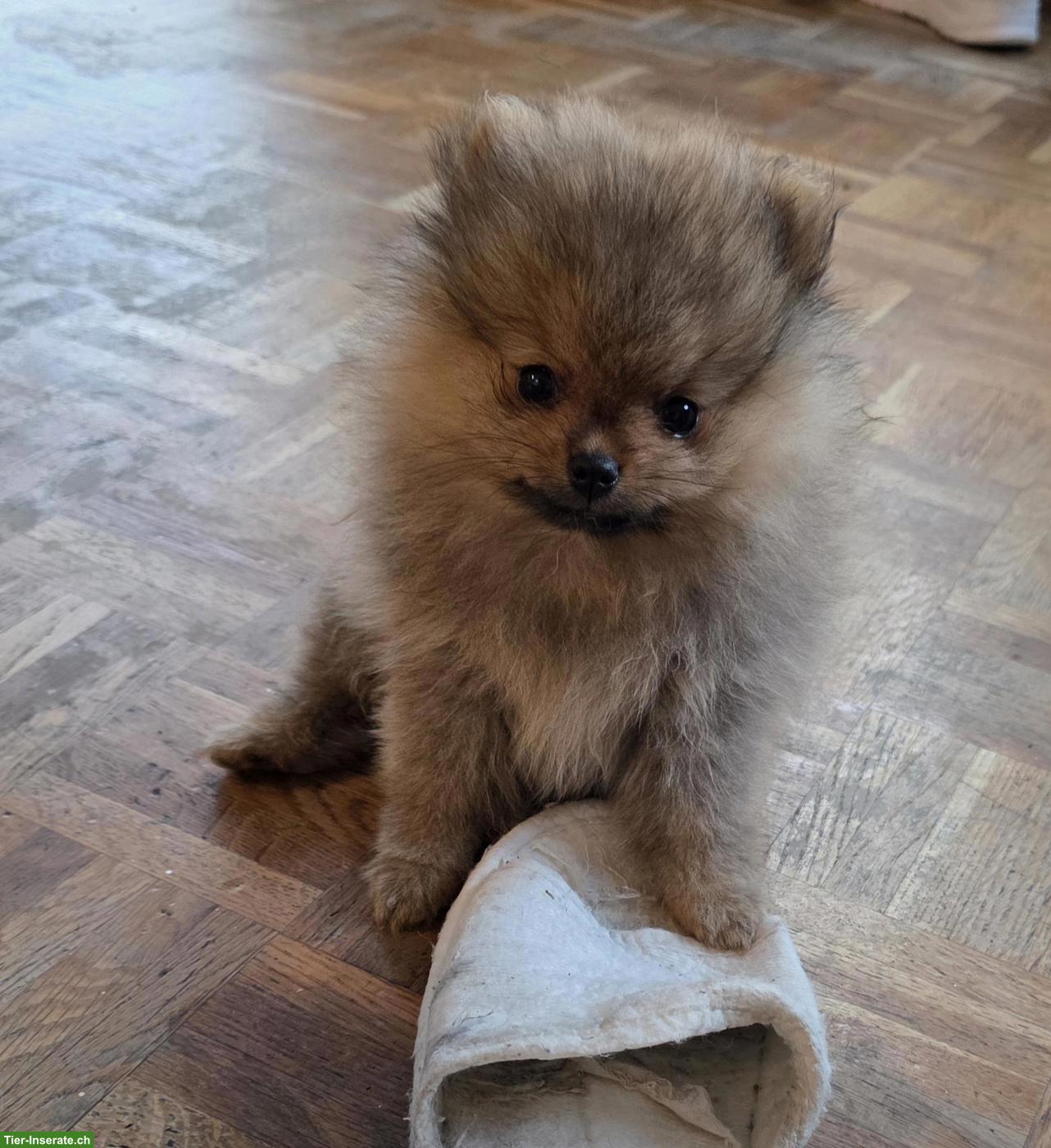 Pomeranian Zwergspitz Welpe "Gloria" sucht liebes Zuhause