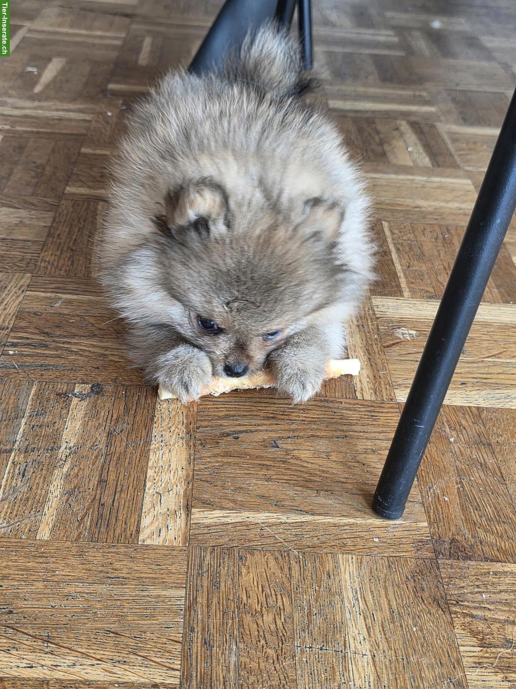 Bild 2: Pomeranian Zwergspitz Welpe "Gloria" sucht liebes Zuhause