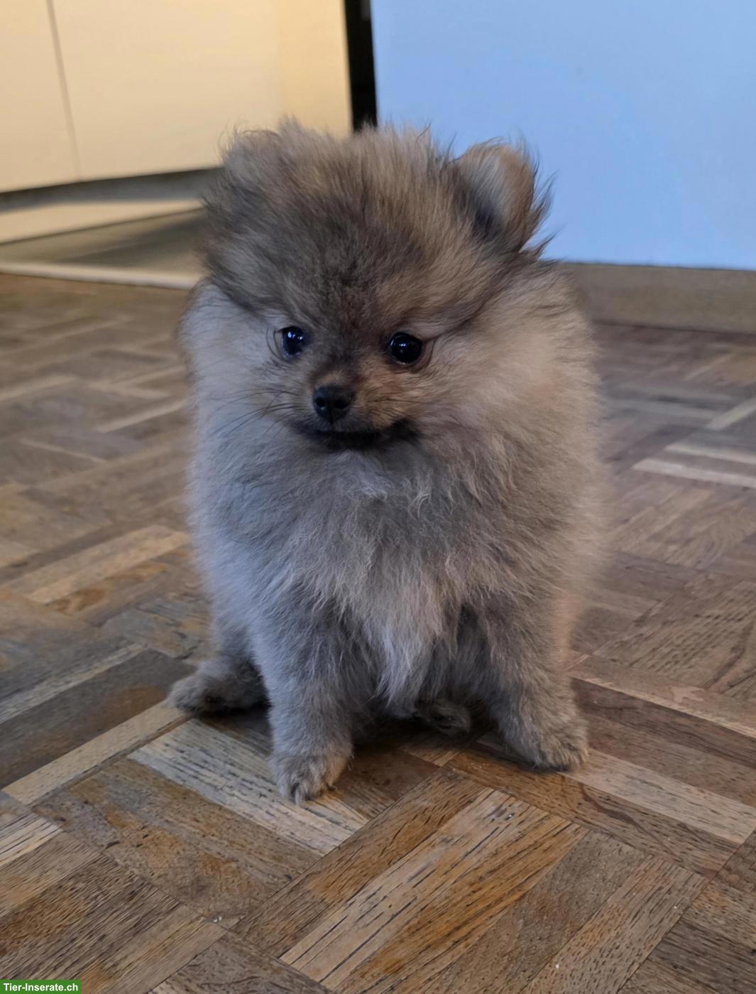 Bild 3: Pomeranian Zwergspitz Welpe "Gloria" sucht liebes Zuhause