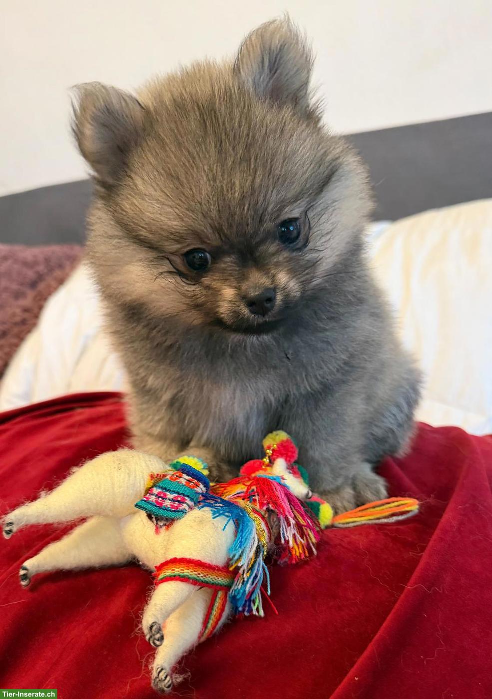 Bild 4: Pomeranian Zwergspitz Welpe "Gloria" sucht liebes Zuhause