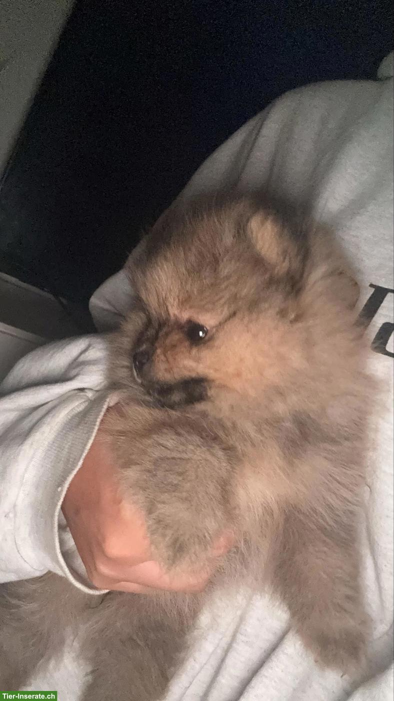Bild 5: Pomeranian Zwergspitz Welpe "Gloria" sucht liebes Zuhause