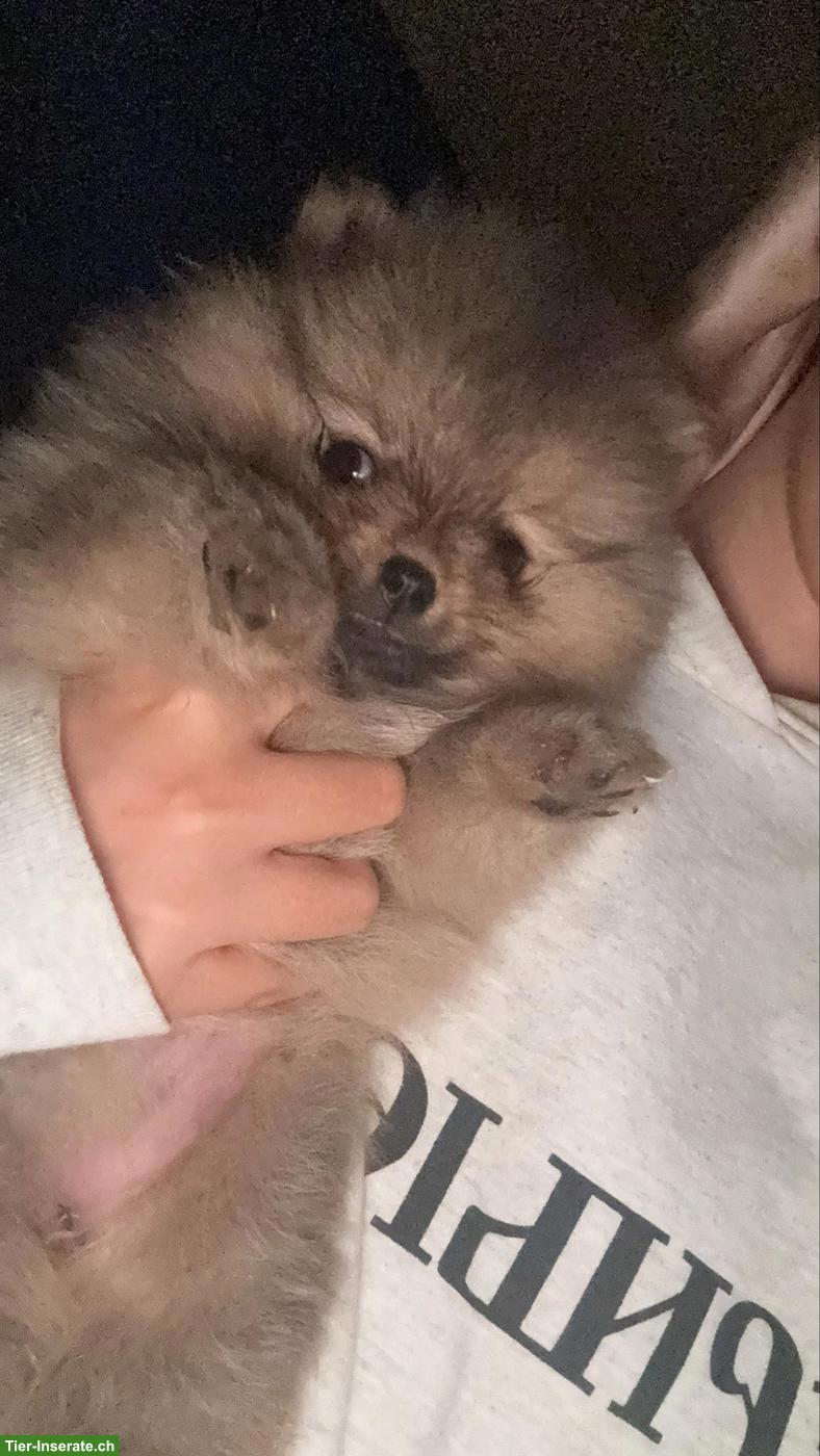 Bild 6: Pomeranian Zwergspitz Welpe "Gloria" sucht liebes Zuhause