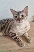 Reinrassiger Bengalkater zu verkaufen