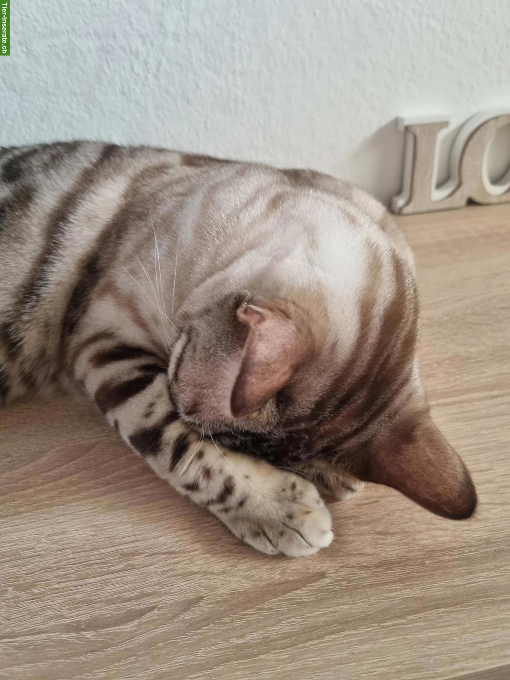 Bild 2: Reinrassiger Bengalkater zu verkaufen