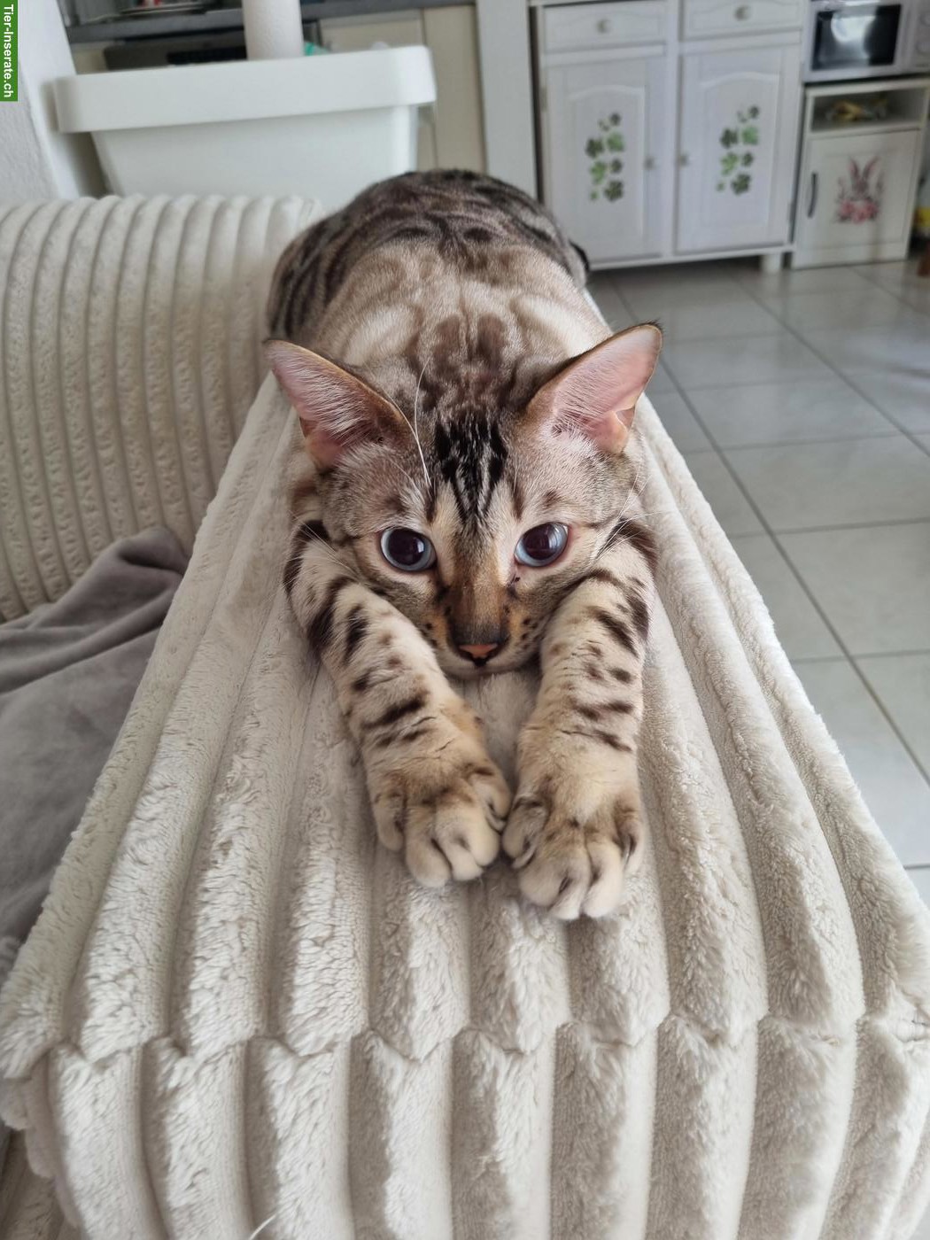 Bild 3: Reinrassiger Bengalkater zu verkaufen
