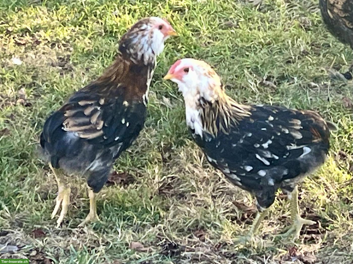 Reinrassige Araucana in blau-weizefarbig