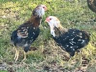 Reinrassige Araucana in blau-weizefarbig