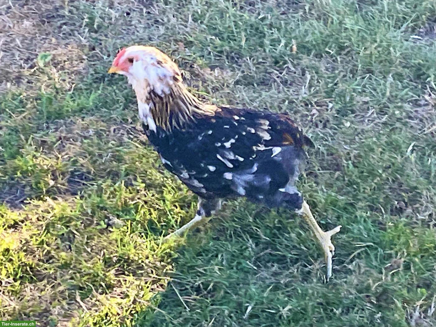 Bild 2: Reinrassige Araucana in blau-weizefarbig