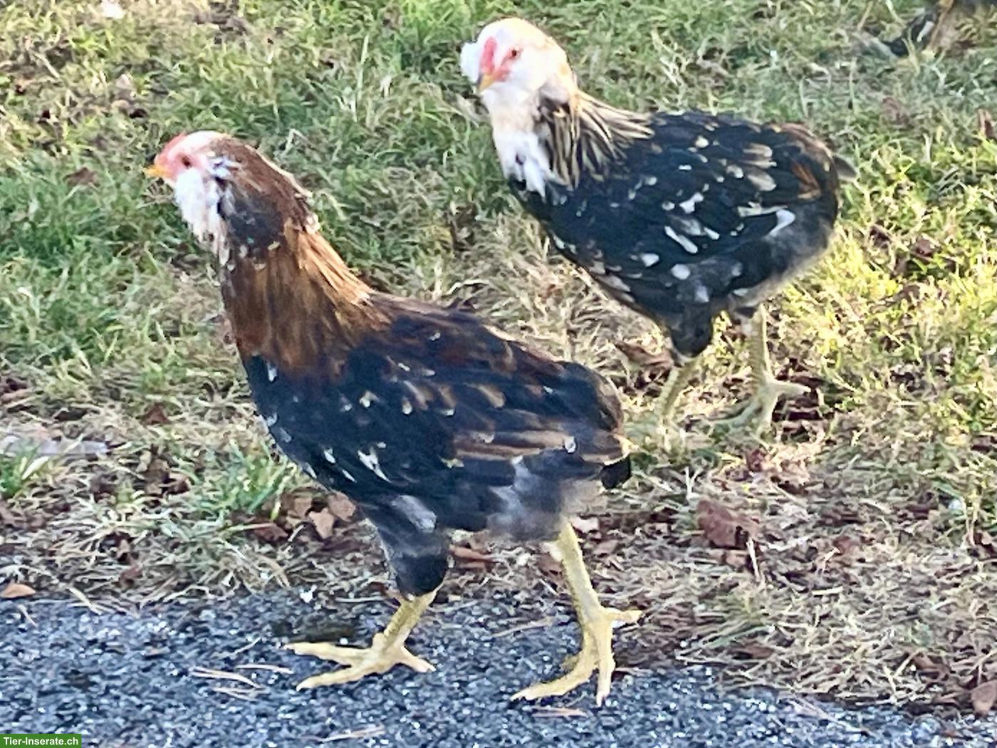 Bild 3: Reinrassige Araucana in blau-weizefarbig