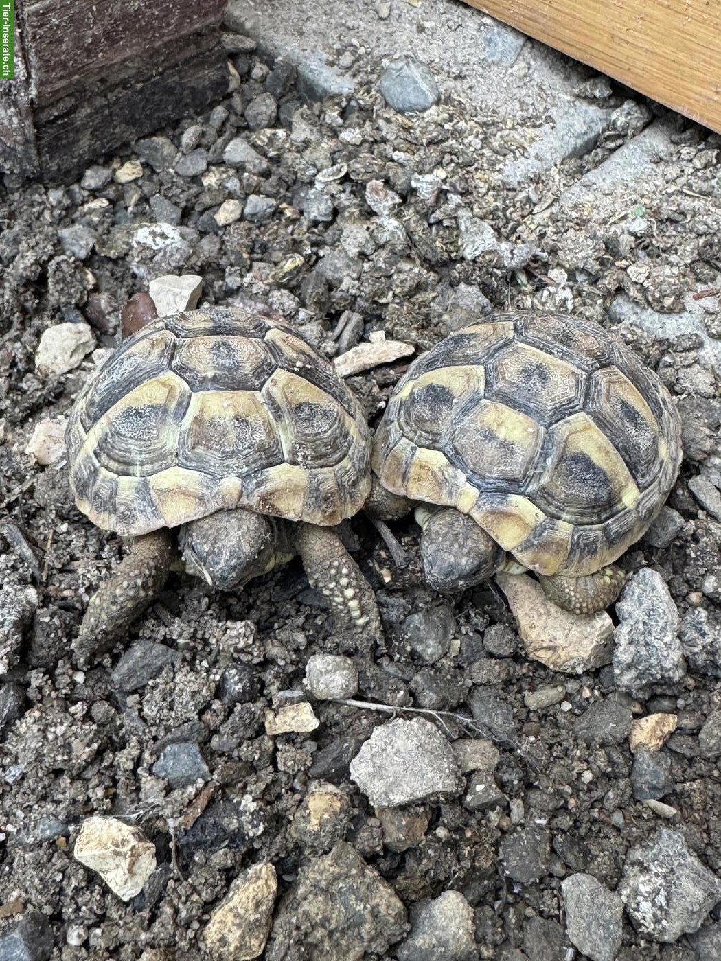Junge weibliche Schildkröten abzugeben