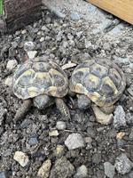 Junge weibliche Schildkröten abzugeben