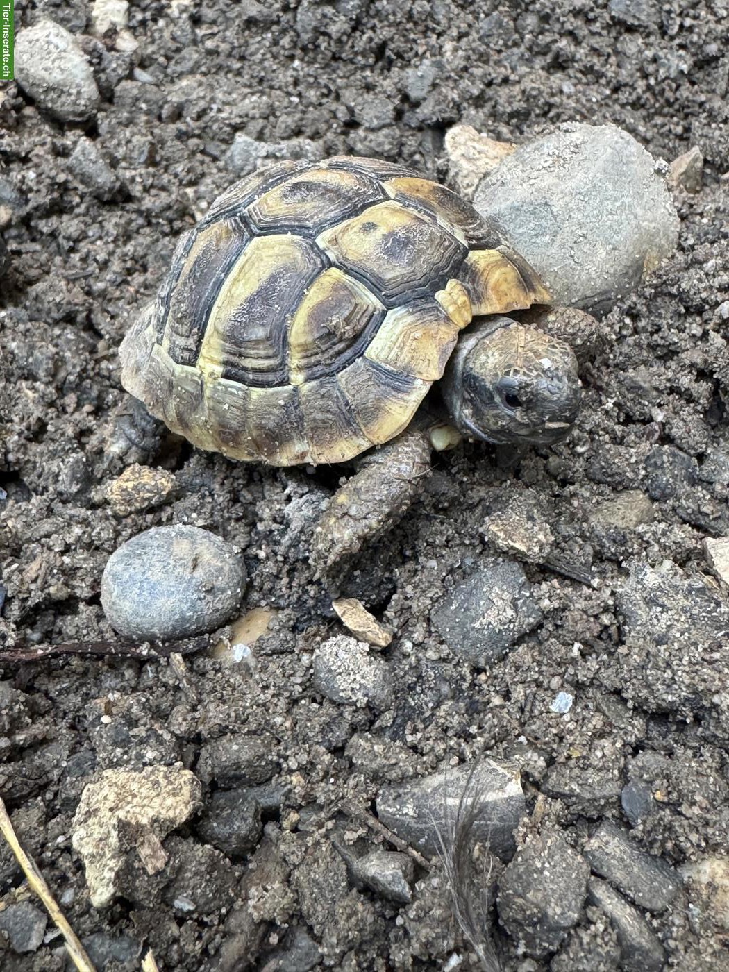 Bild 2: Junge weibliche Schildkröten abzugeben