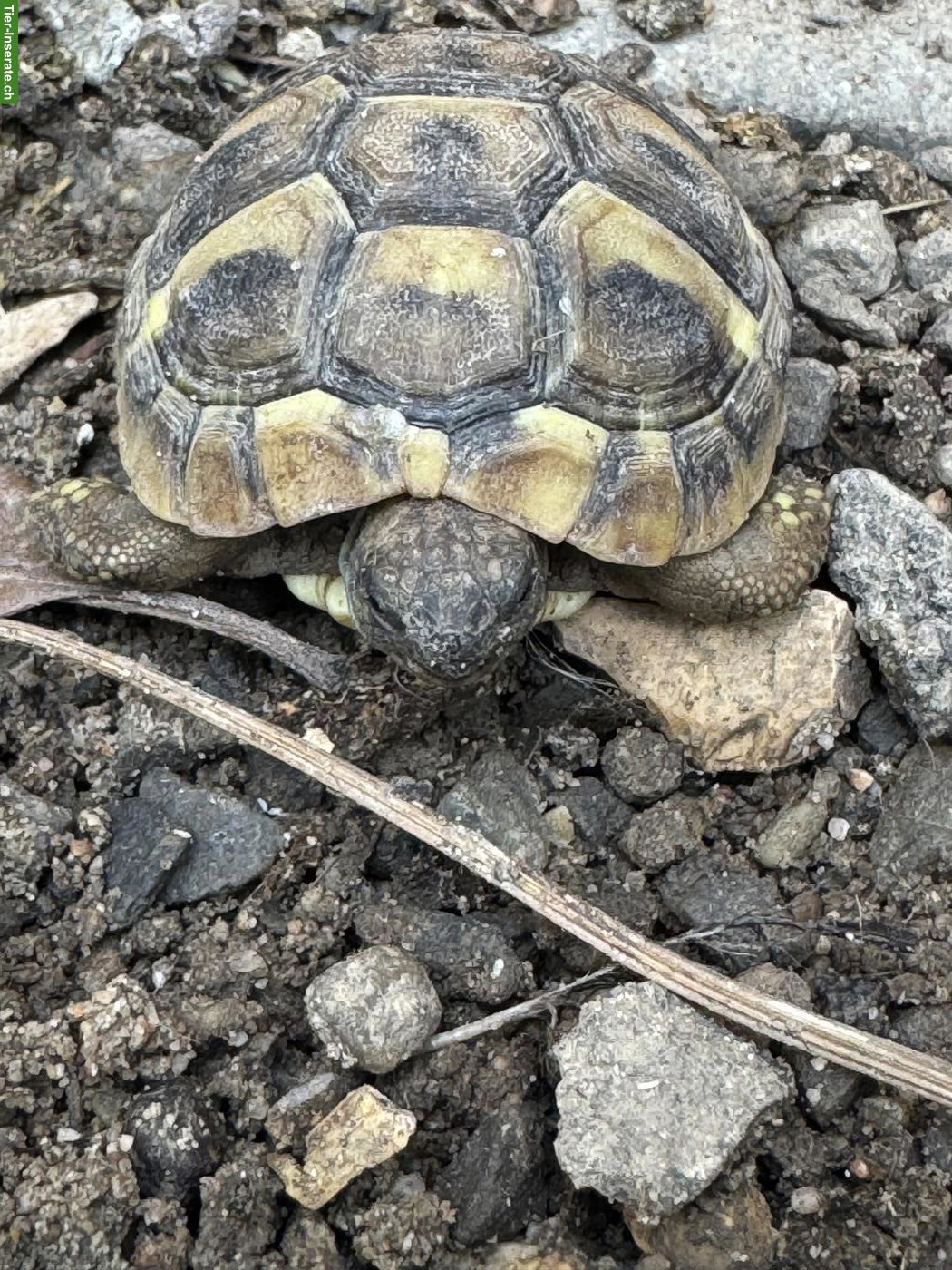 Bild 3: Junge weibliche Schildkröten abzugeben